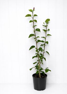 Hibiscus Landersii 180ml