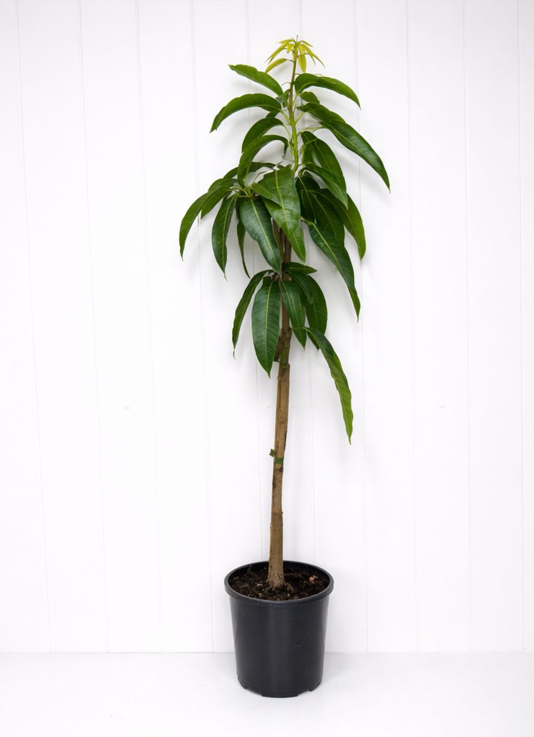 Mango Grafted Brooks 165ml