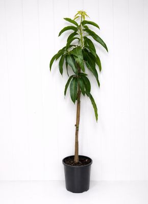 Mango Grafted Brooks 165ml