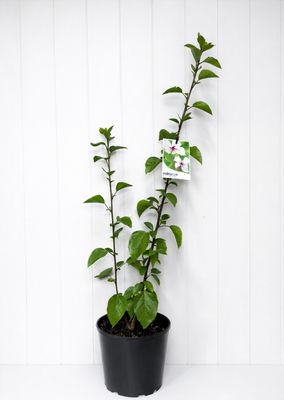 Hibiscus Ruth Wilcox 180ml