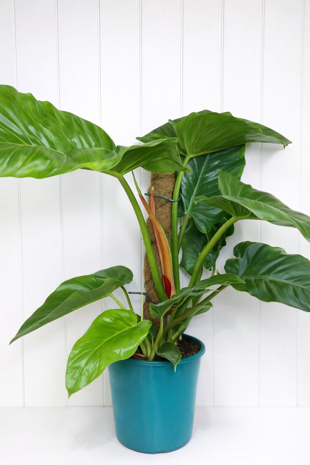 Philodendron ‘Jungle Green’ Totem – 200mm