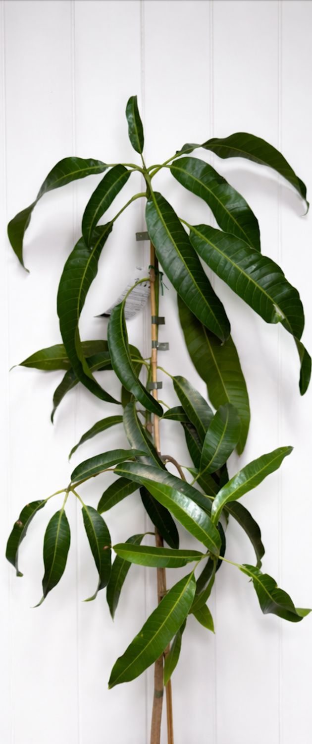 Mango Grafted Alphonso 165ml