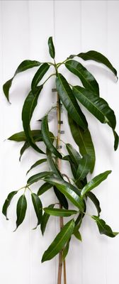 Mango Grafted Alphonso 165ml