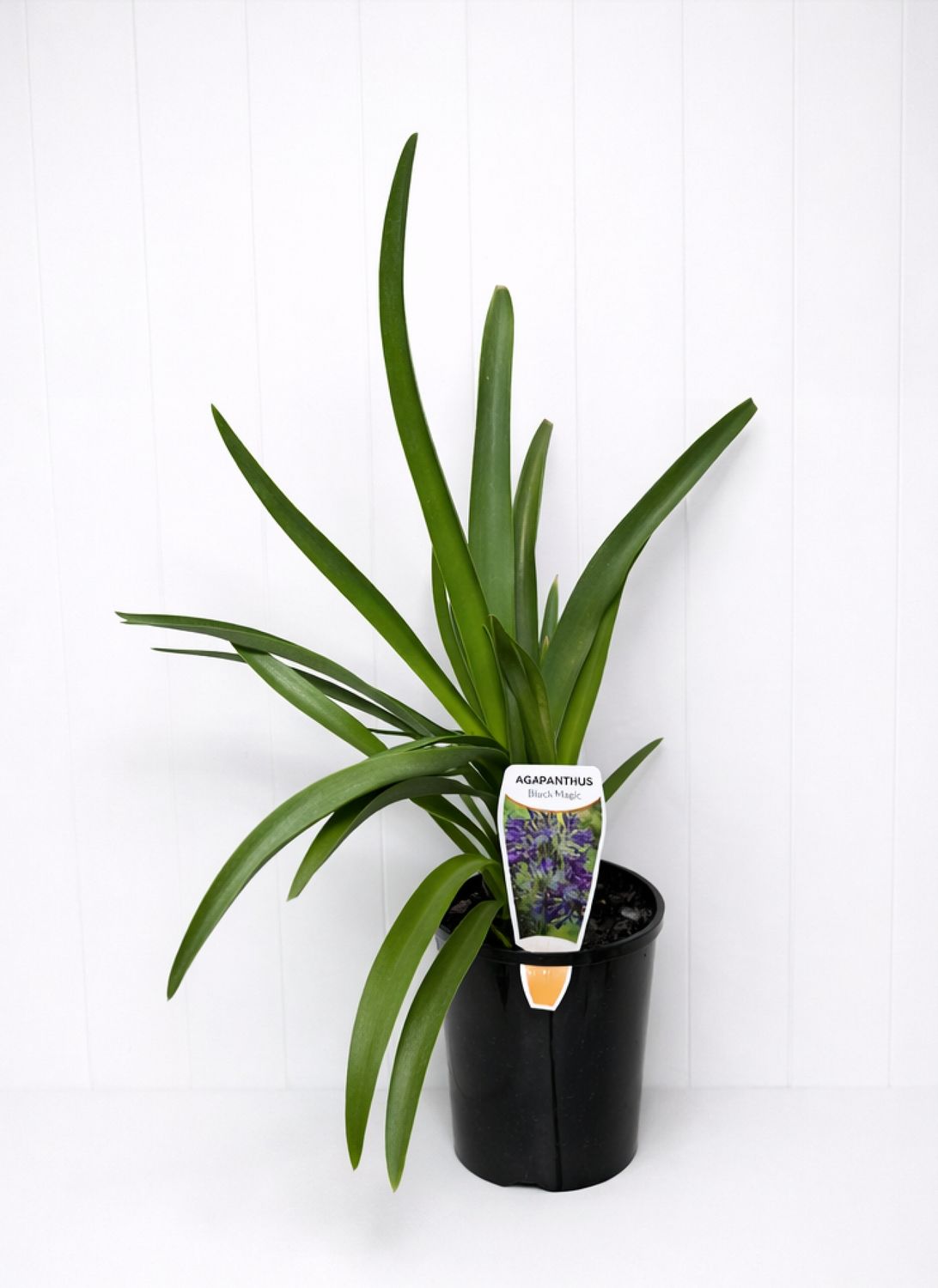 Agapanthus Black Magic - 200mm