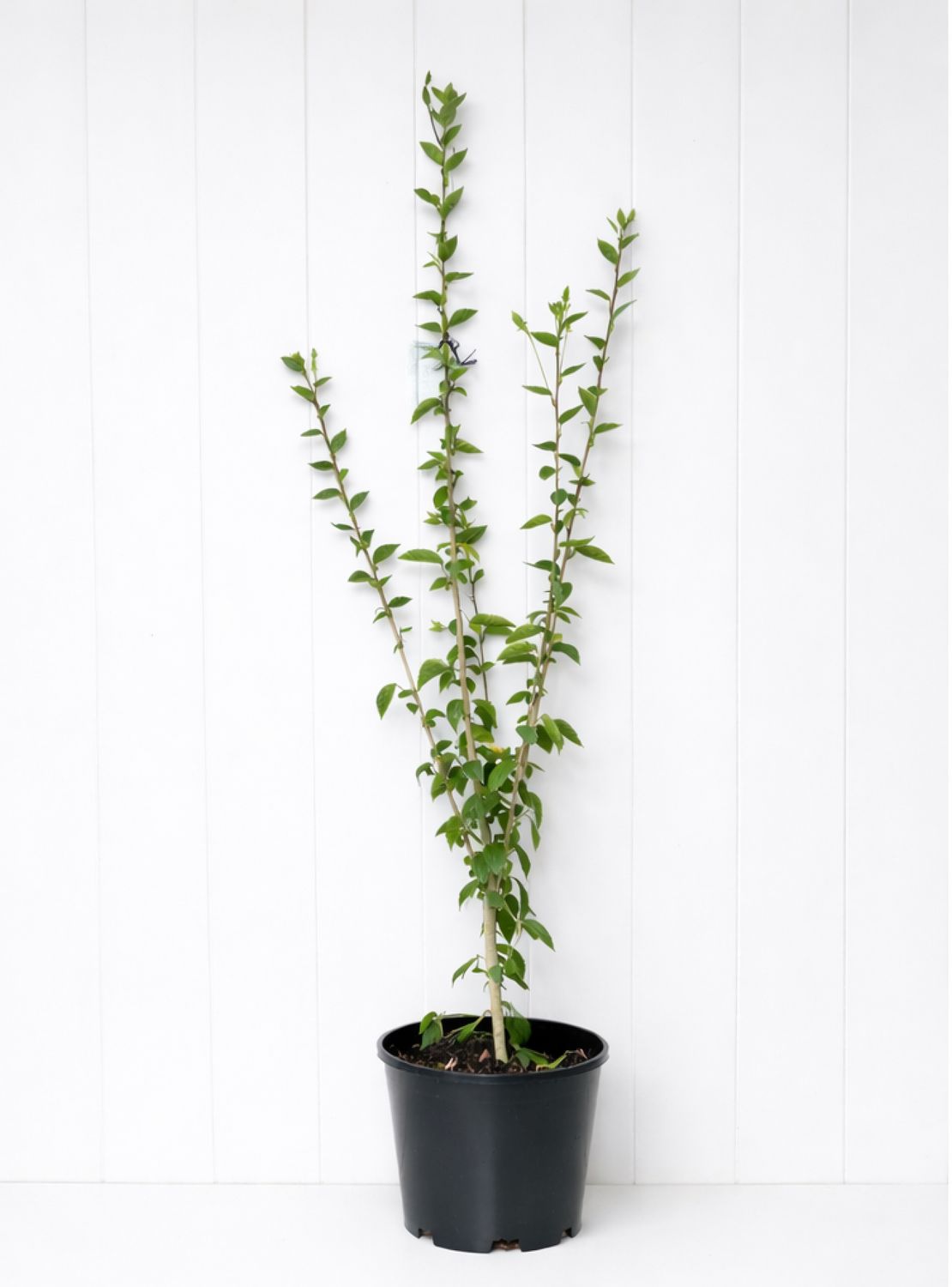 Hibiscus Fantasia 180ml