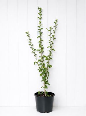 Hibiscus Fantasia 180ml