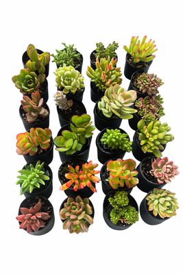 Succulents Assorted - 50mm