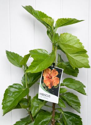 Hibiscus Cile Tinney 180ml