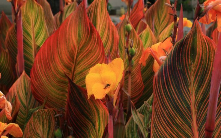 Canna Tropicanna TM