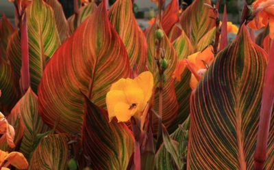 Canna Tropicanna TM