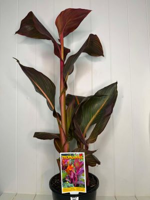 Canna 'Tropicanna' – 170mm Pot