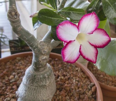 Adenium Picotee "Desert Rose" - 14cm