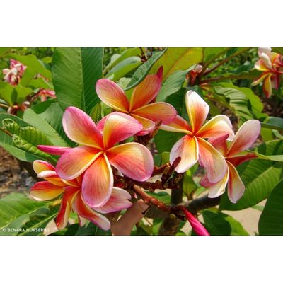 Frangipani Tree - Plumeria - Darwin Sunset (20cm)