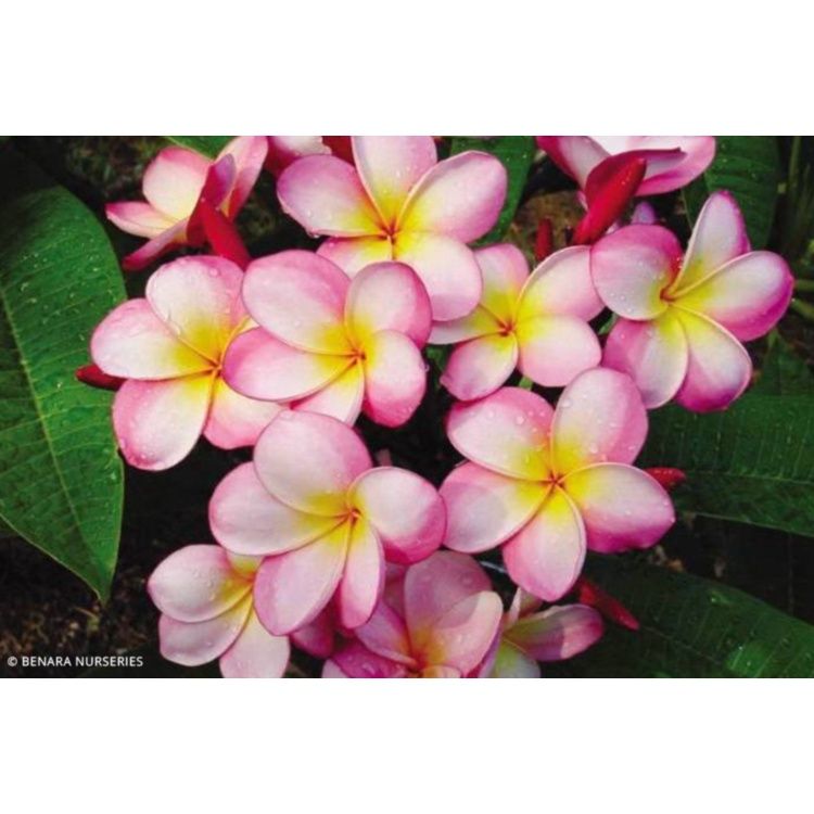 Frangipani Tree - Plumeria - Candy O (20cm)