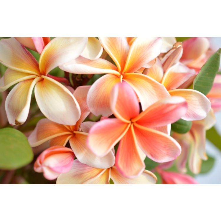 Frangipani Tree - Plumeria - Eliza (20cm)