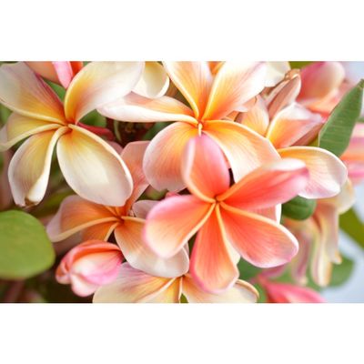 Frangipani Tree - Plumeria - Eliza (20cm)