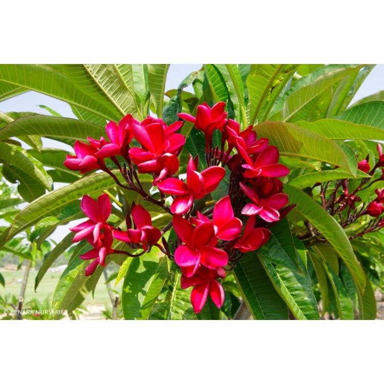 Frangipani Tree - Plumeria - Pure Red (20cm)