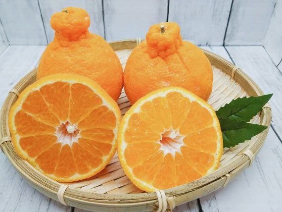 Citrus - "Japanese Seedless Mandarin Dekapon" - 4ltr