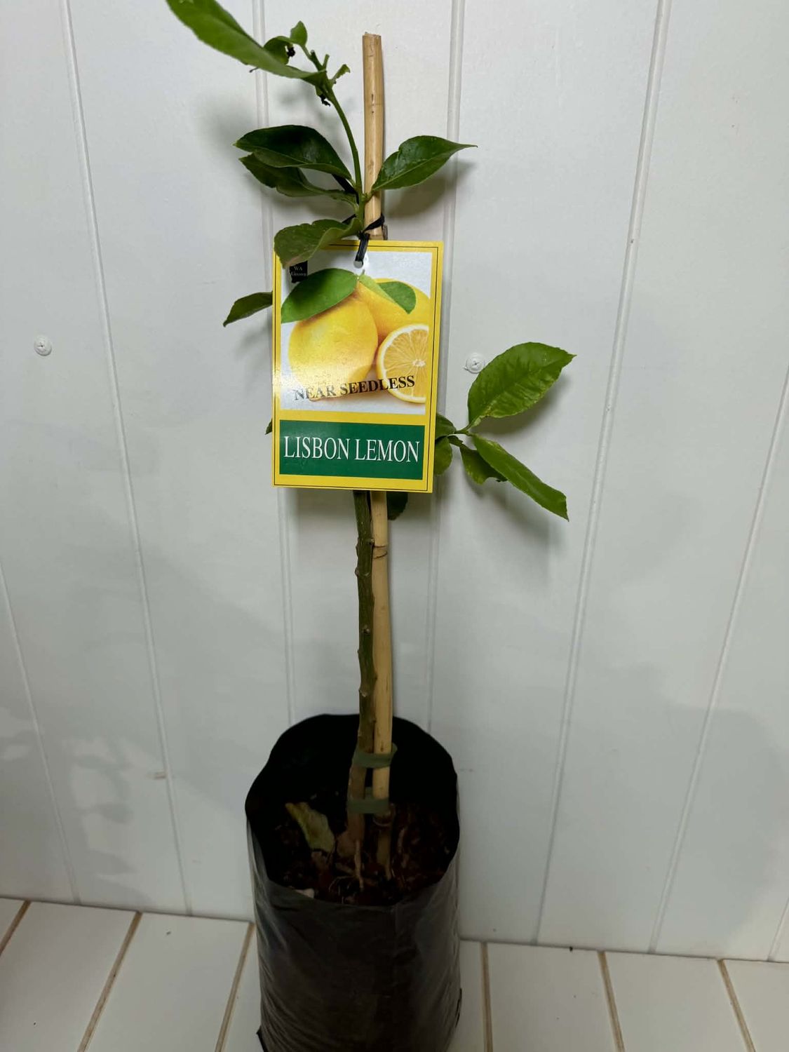 Lemon Lisbon Tree - 4Ltr (bag)