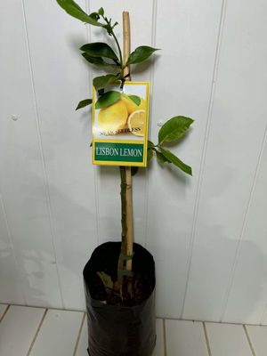 Lemon Lisbon Tree - 4Ltr (bag)