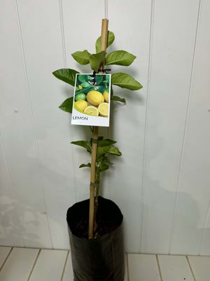 Citrus Grafted Eureka (Lemon) - 4Ltr bag