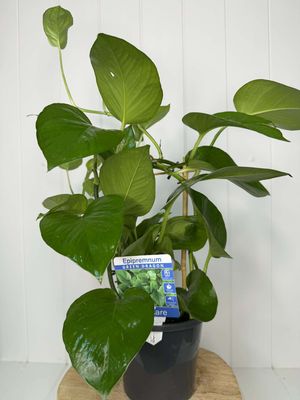 Epipremnum Green Dragon - 130mm