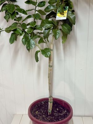 Citrus Grafted Eureka (Lemon) - 300ml