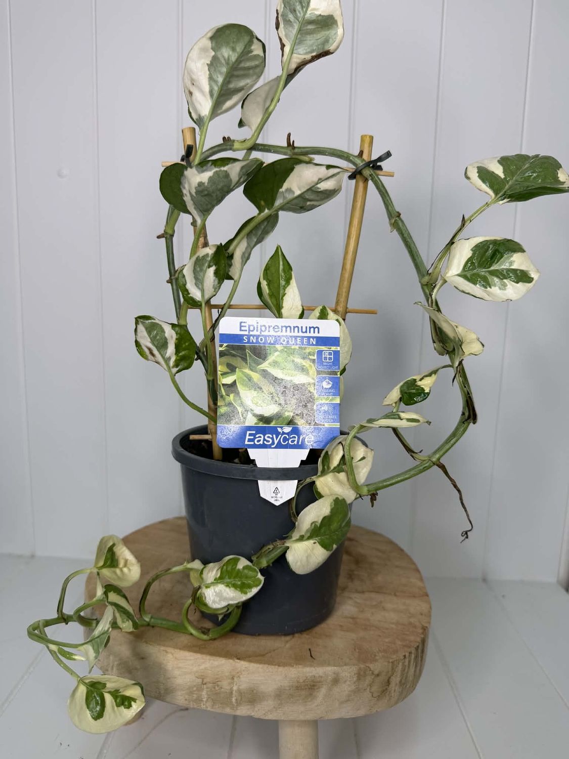 Epipremnum Snow Queen (Devil's Ivy) - 130mm