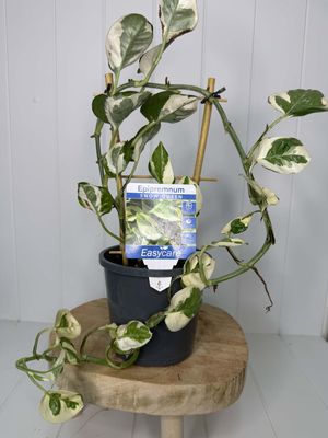 Epipremnum Snow Queen (Devil's Ivy) - 130mm