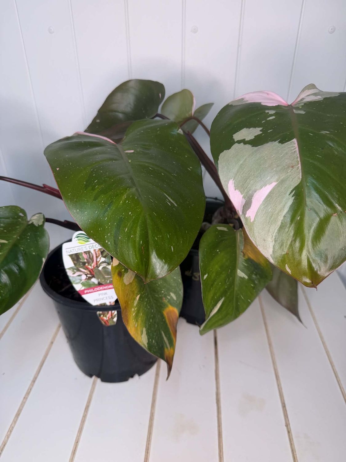Philodendron – Pink Princess - 200mm