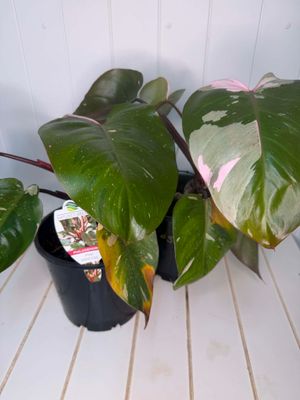 Philodendron – Pink Princess - 200mm
