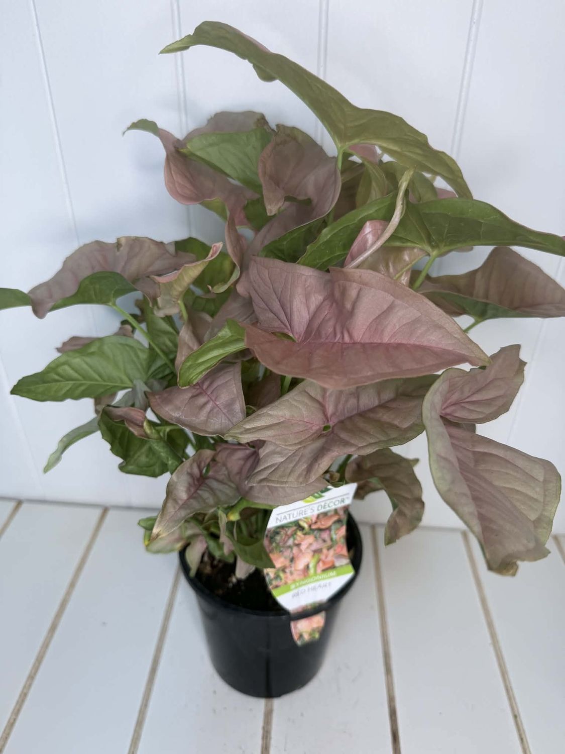 Syngonium ‘Red Heart' - 140mm