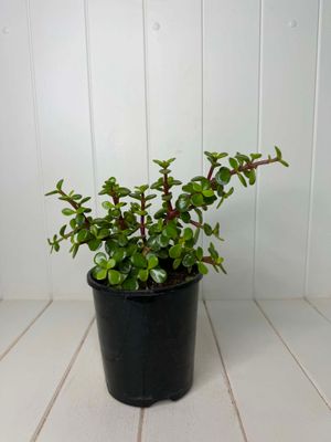 Portulacaria  Afra (Jade Plant)- 140mm