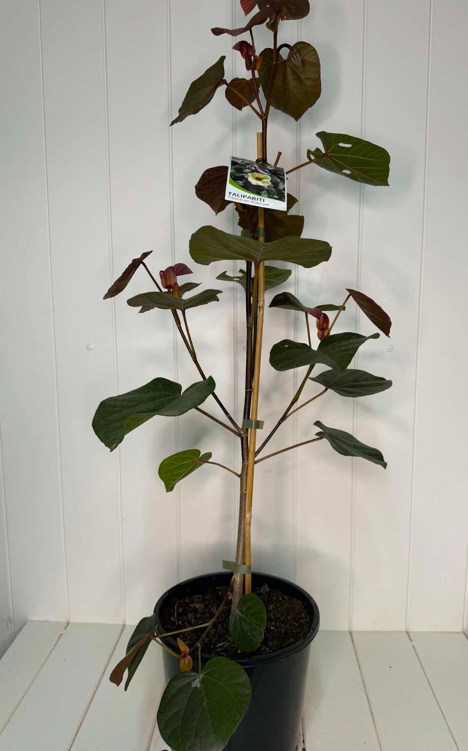 Hibiscus tiliaceus 'Rubra' (Cottonwood) – 200mm