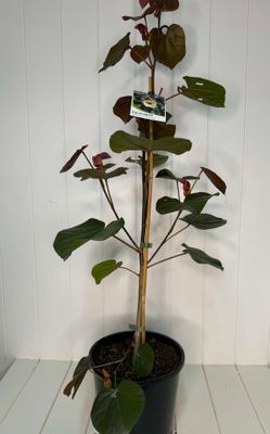 Hibiscus tiliaceus 'Rubra' (Cottonwood) – 200mm