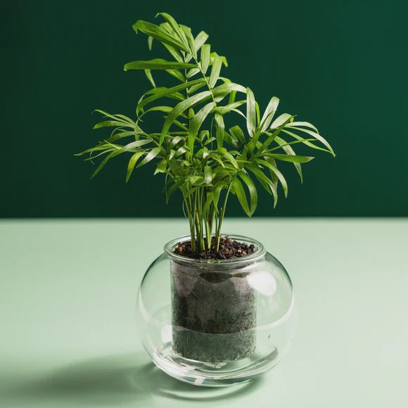 Medium Self-watering Planter | Clear