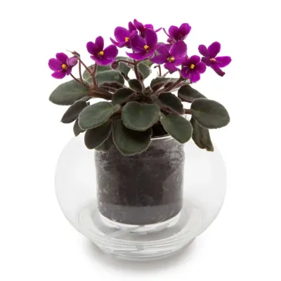 Small Self-watering Planter