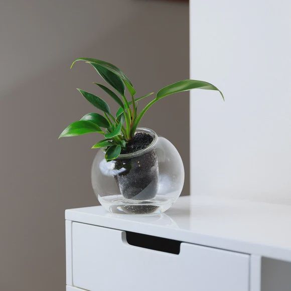Medium Tilt Self-watering Planter