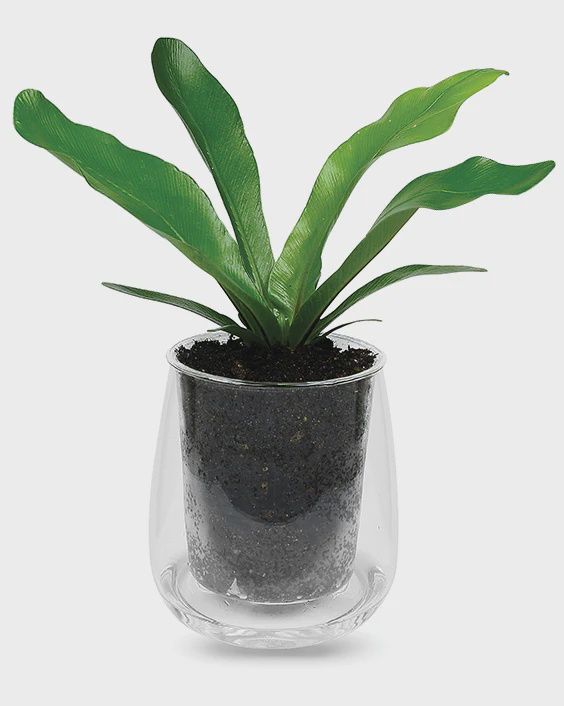 Large Self-watering Planter | Clear