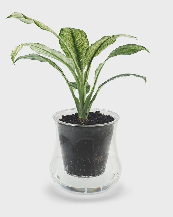 X-Large Self-watering Planter | default