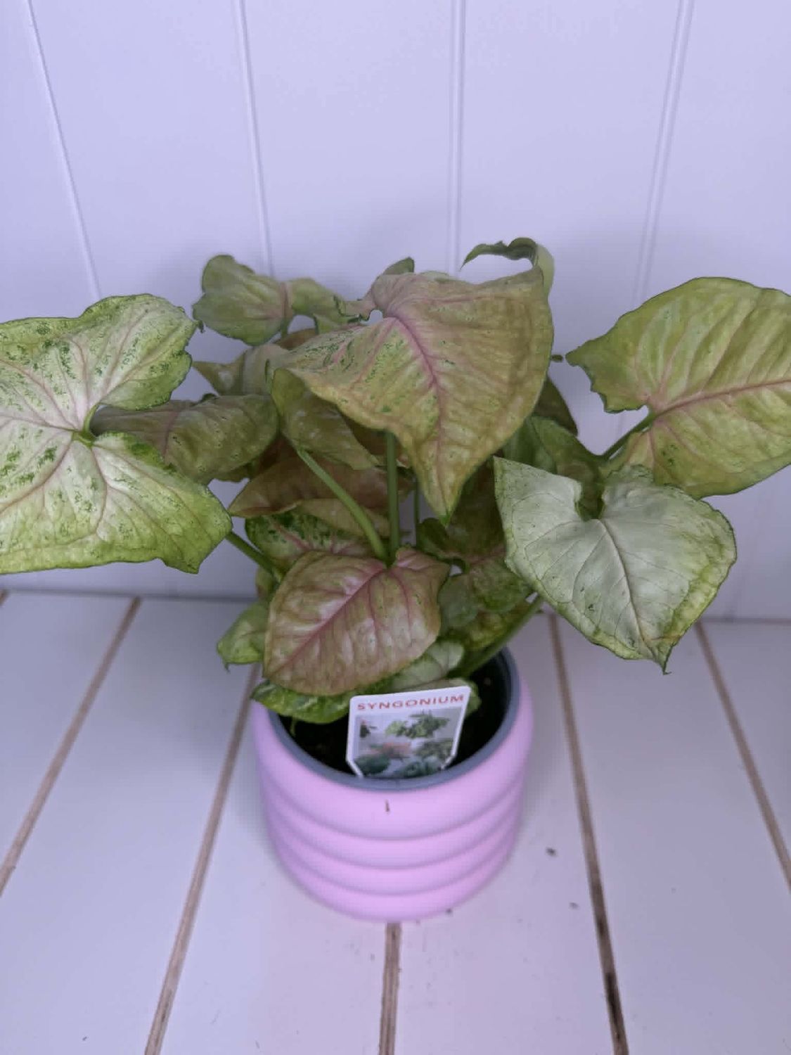 Syngonium Interior Living - 120mm