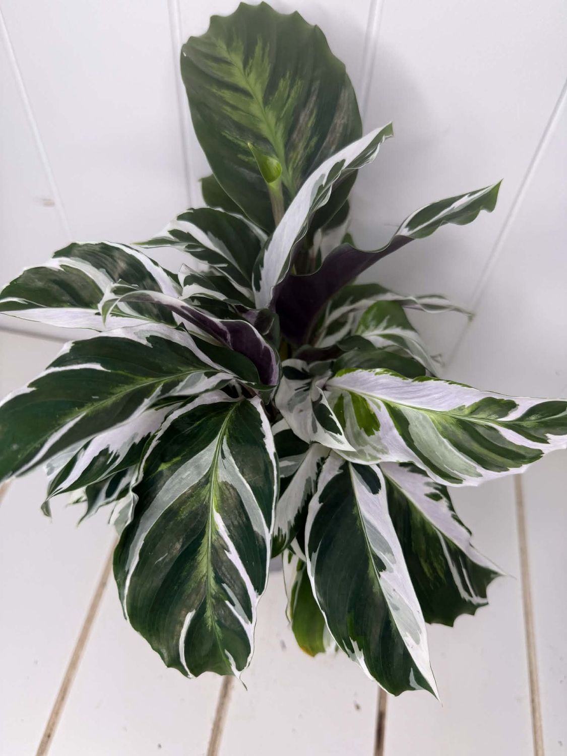 Calathea Fusion White - 120mm