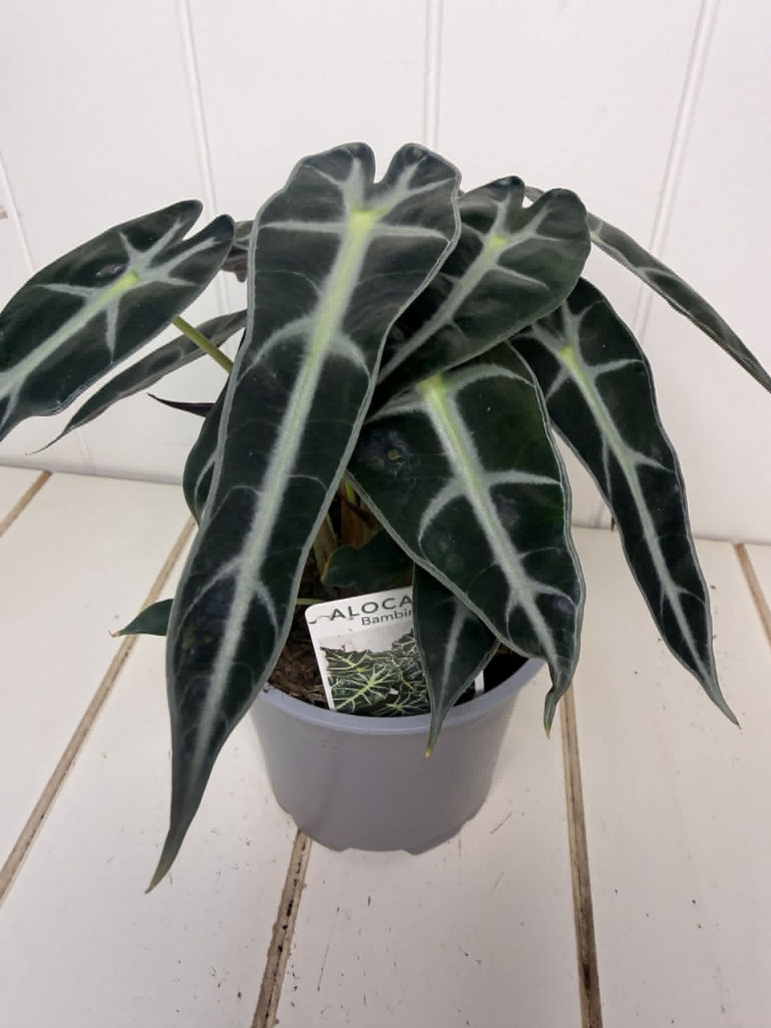 Alocasia Amazonica Bambino - 120mm
