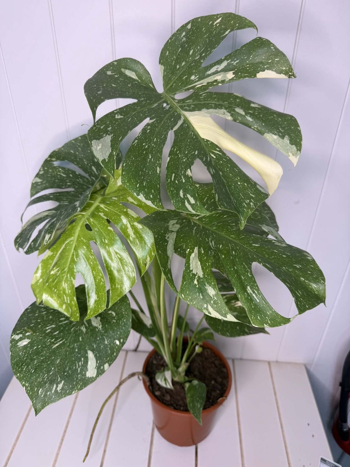 Monstera Thai Constellation  - 190mm