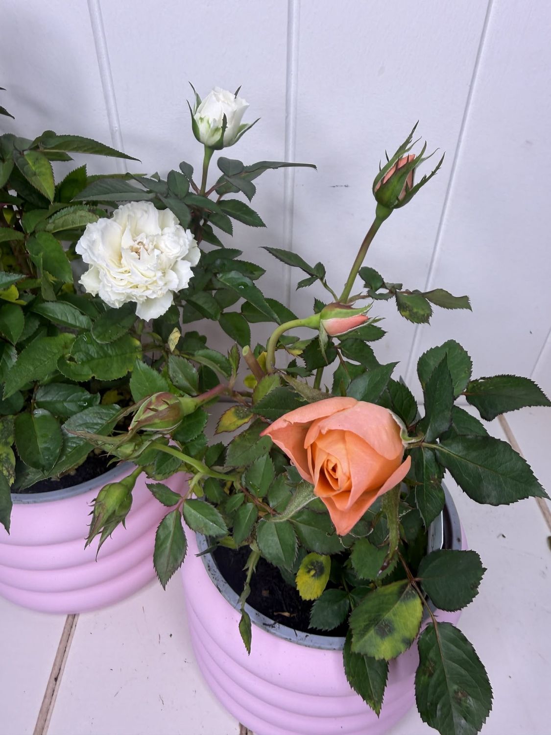 Rose Mini Jewel -  120mm