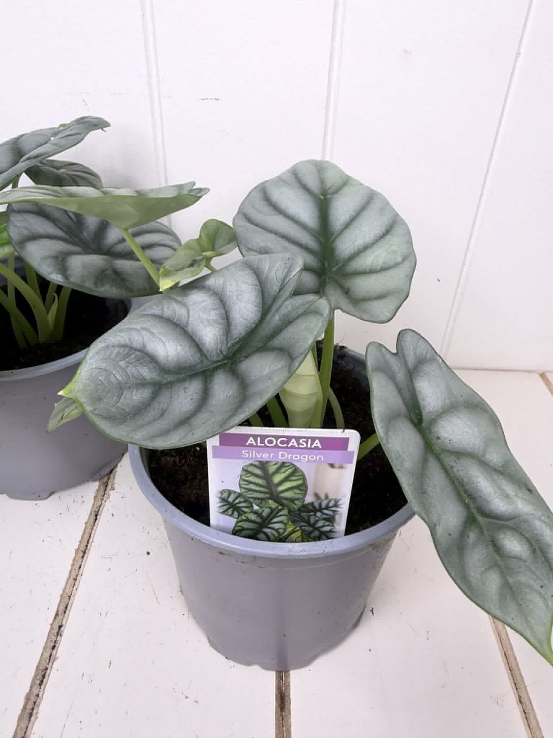 Alocasia Silver Dragon 120mm