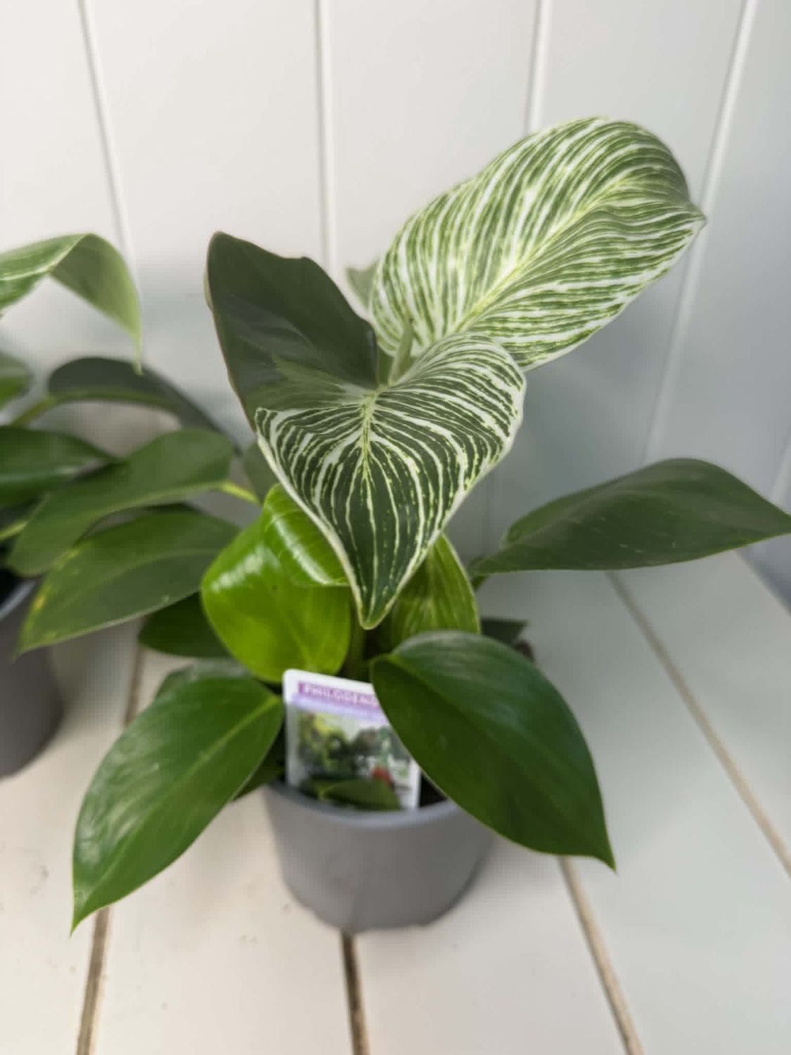 Philodendron – Birkin - 120mm