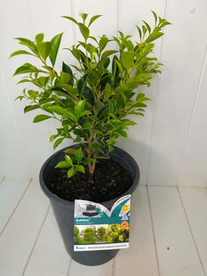 Acmena smithii 'Sublime' – Lilly Pilly - 5Ltr