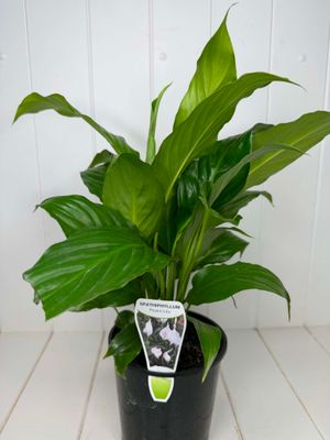 Spathiphyllum 'Sweet Mario' (Peace Lily) – 140mm Pot