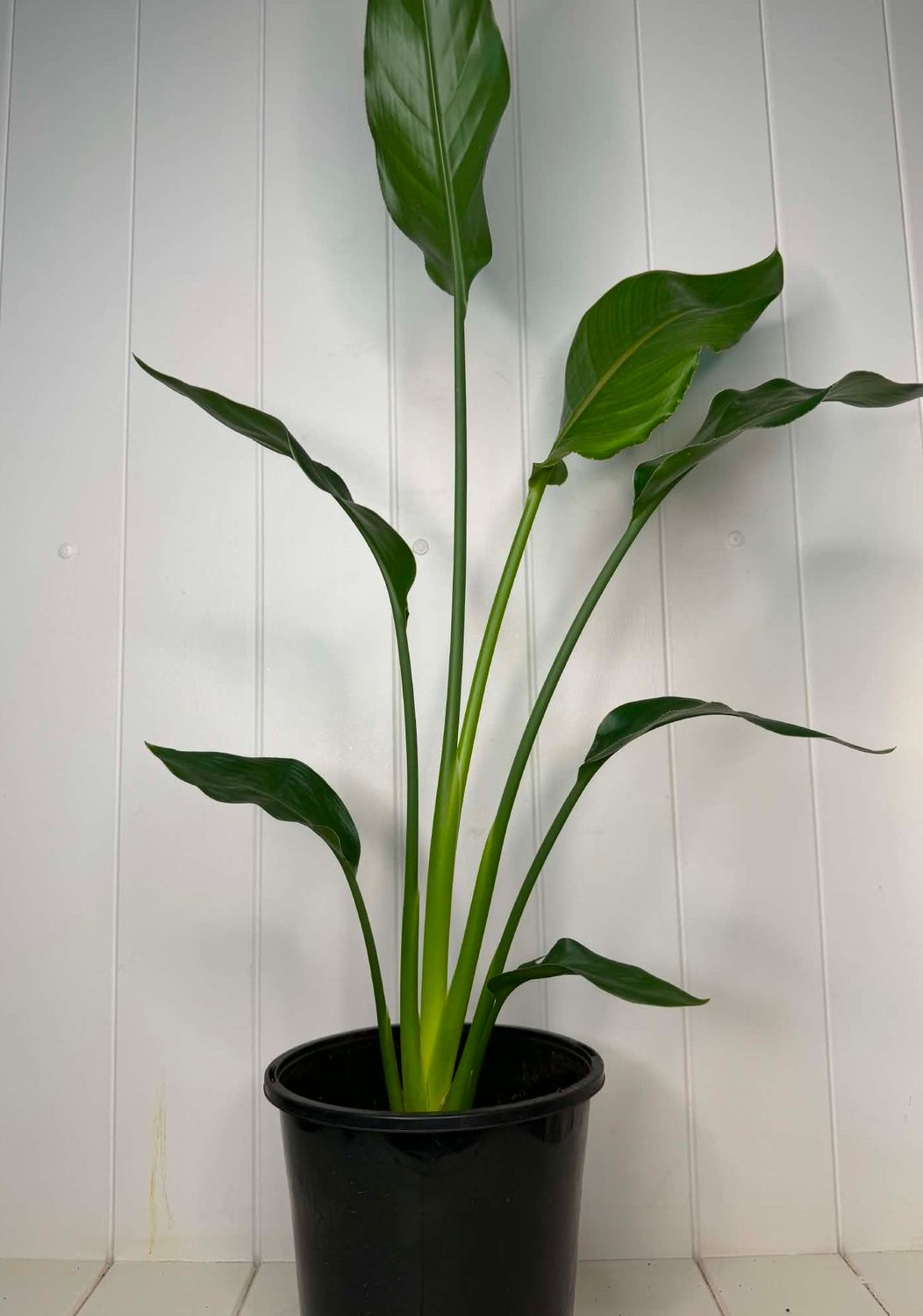 Strelitzia reginae (Bird of Paradise) – 170mm Pot
